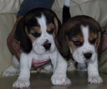 Beagle Puppy