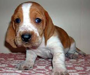 Beagle Puppy