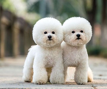 Bichon Frise Puppy