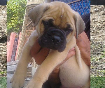 Bull Mastiff Puppy