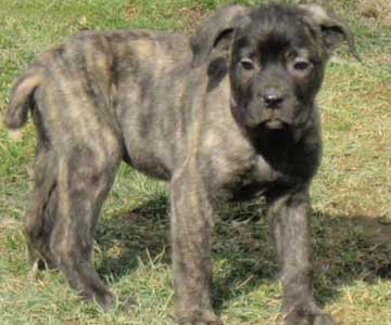Cane Corso Puppy