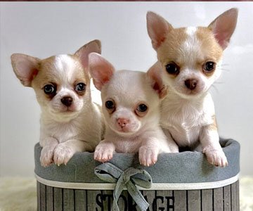 Chihuahua Puppy