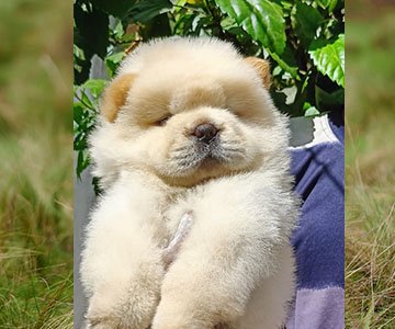 Chow Chow Puppy