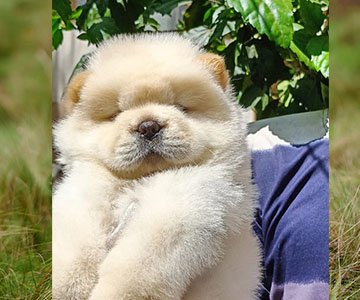 Chow Chow Puppy