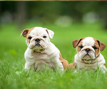 English Bulldog Puppy