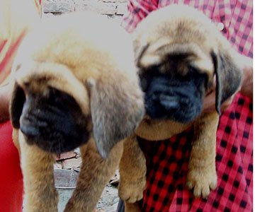 English Mastiff Puppy