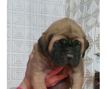 English Mastiff Puppy