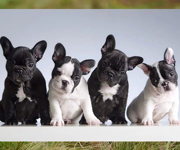 French Bulldog Puppy