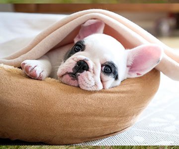 French Bulldog Puppy