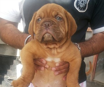 French Mastiff Puppy