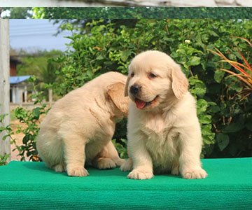 Golden Retriever Puppy