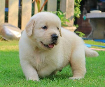 Golden Retriever Puppy