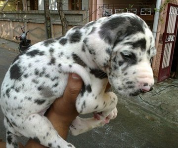 Great Dane Puppy