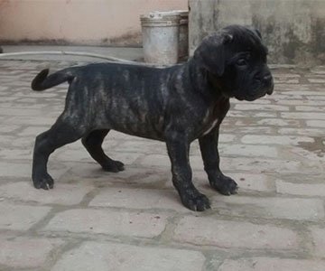 Great Dane Puppy