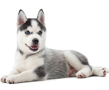 Siberian Husky Puppy