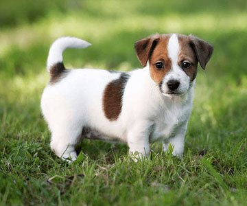 Jack Russel Terrier Puppy