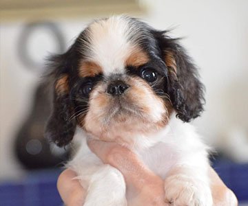 King Charles Spaniel Puppy