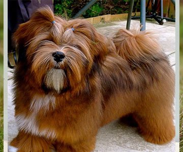 Lhasa Apso Puppy