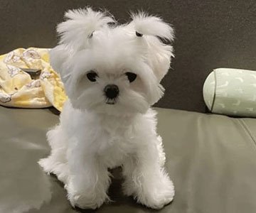 Maltese Puppy