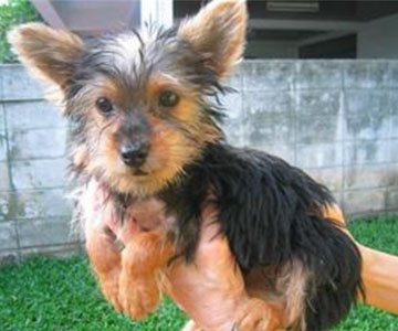Yorkshire Terrier Puppy