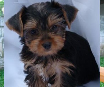 Yorkshire Terrier Puppy